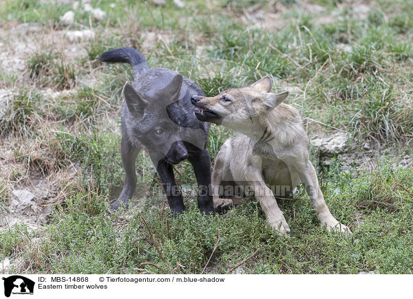 Eastern timber wolves / MBS-14868