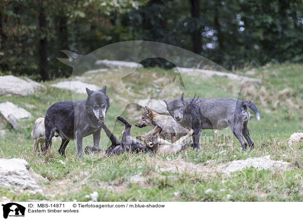 Eastern timber wolves / MBS-14871