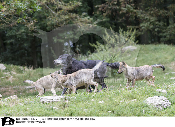 Eastern timber wolves / MBS-14872