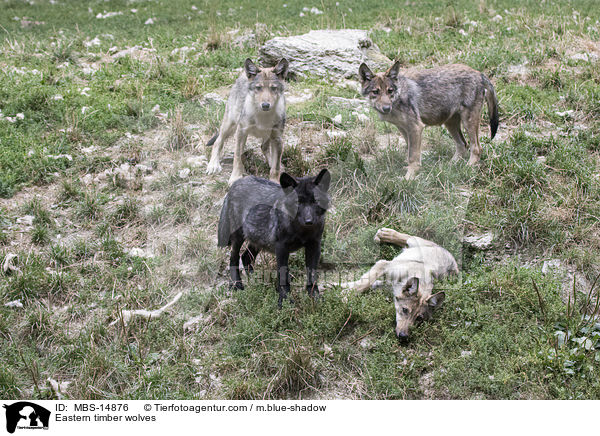 Eastern timber wolves / MBS-14876
