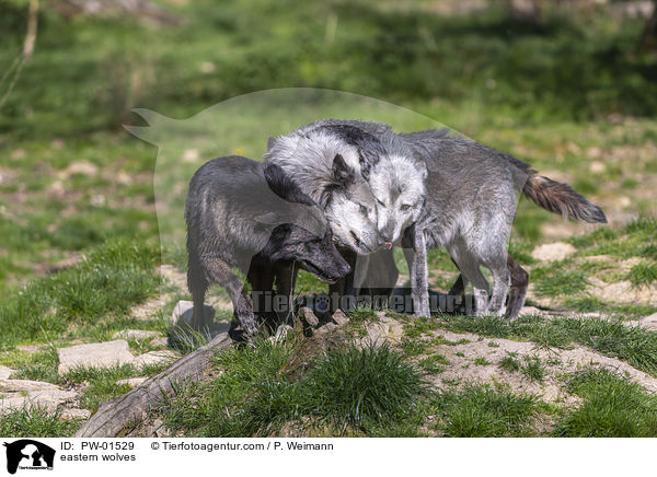 eastern wolves / PW-01529