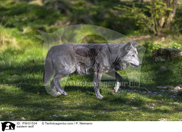 eastern wolf / PW-01534