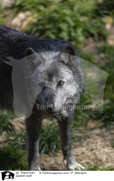 eastern wolf / PW-01547