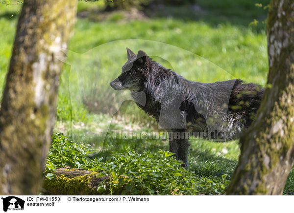 eastern wolf / PW-01553