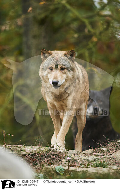 eastern wolves / DMS-09547