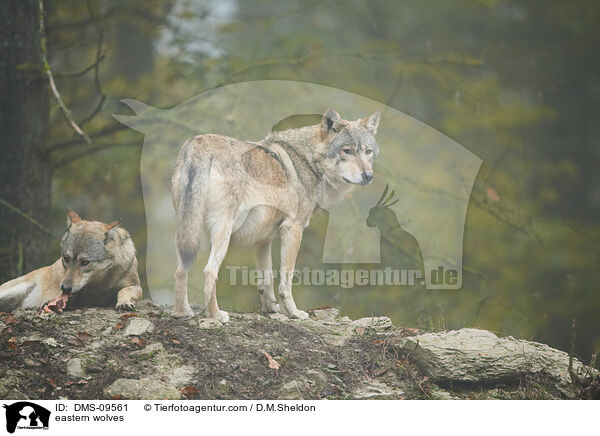 eastern wolves / DMS-09561