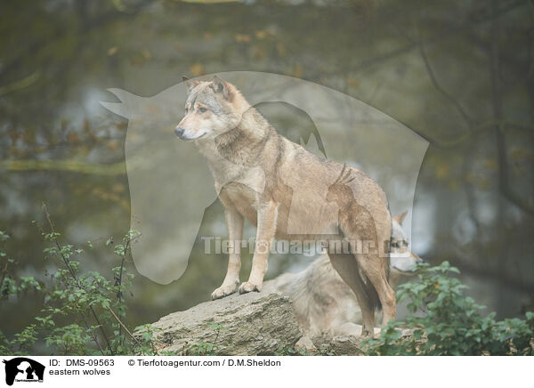 eastern wolves / DMS-09563