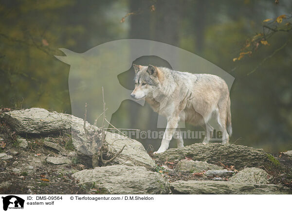 eastern wolf / DMS-09564