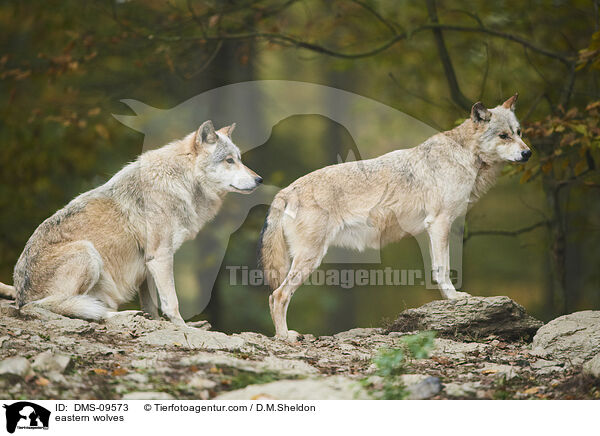 eastern wolves / DMS-09573
