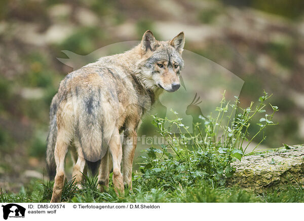eastern wolf / DMS-09574