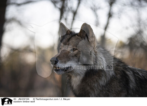 eastern timber wolf / JM-09164