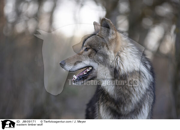 eastern timber wolf / JM-09171