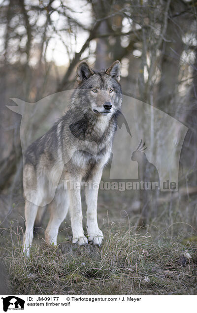 eastern timber wolf / JM-09177