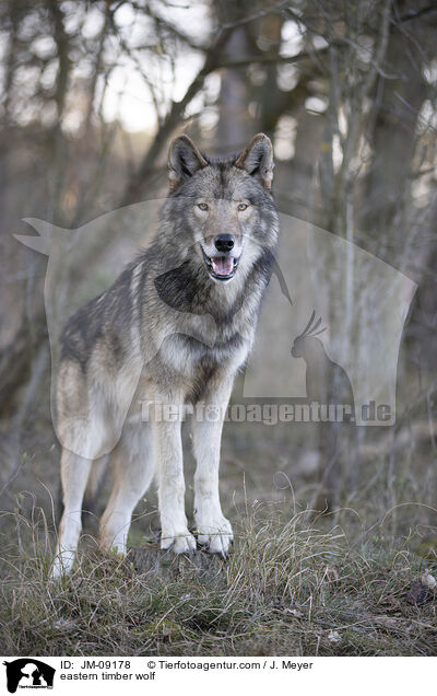 eastern timber wolf / JM-09178