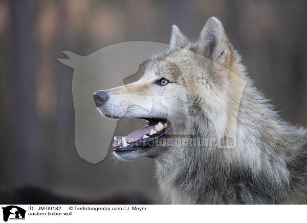eastern timber wolf / JM-09182