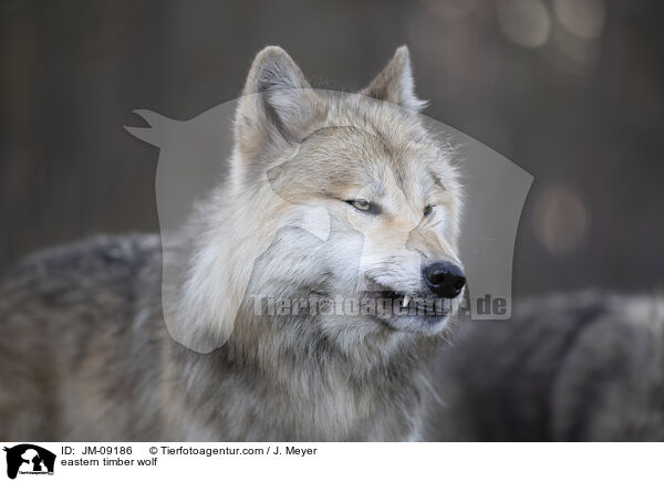 eastern timber wolf / JM-09186