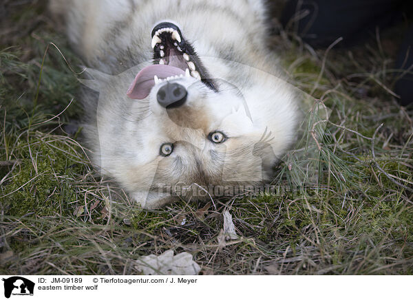 eastern timber wolf / JM-09189