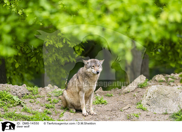 Timberwolf / deer wolf / DMS-14550