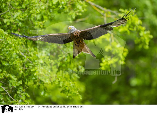 Rotmilan / red kite / DMS-14559