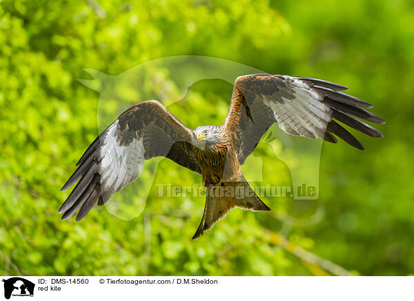 Rotmilan / red kite / DMS-14560