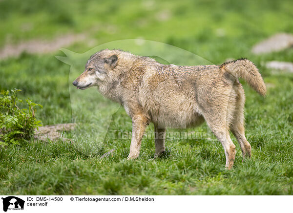 Timberwolf / deer wolf / DMS-14580