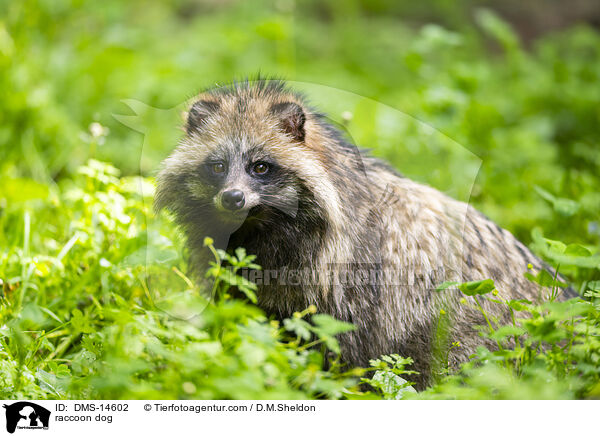Marderhund / raccoon dog / DMS-14602