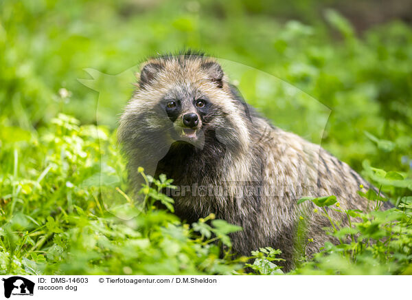Marderhund / raccoon dog / DMS-14603
