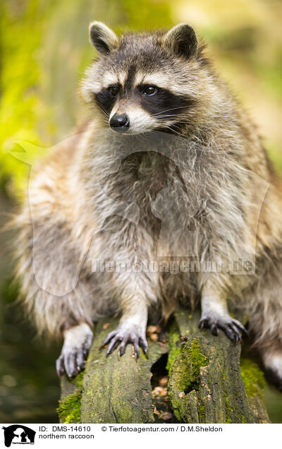 northern raccoon / DMS-14610