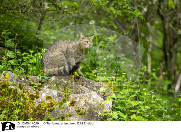 Europische Wildkatze / european wildcat / DMS-14629