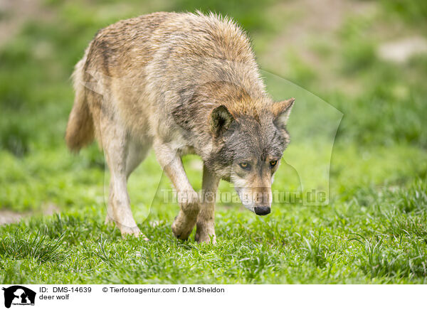 Timberwolf / deer wolf / DMS-14639