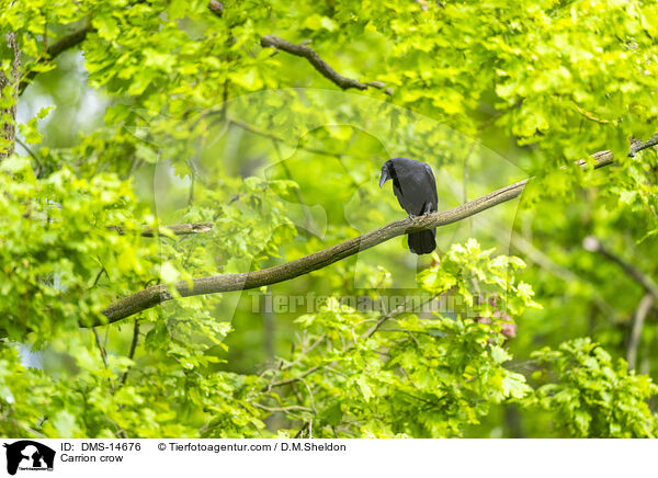 Rabenkrhe / Carrion crow / DMS-14676