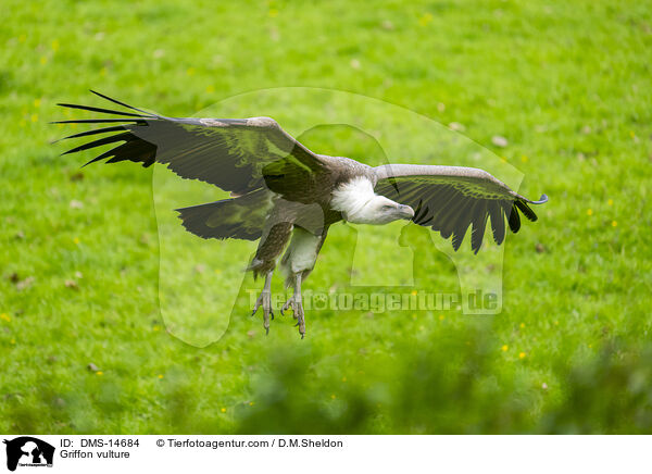Gnsegeier / Griffon vulture / DMS-14684