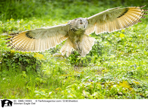 Sibirischer Uhu / Siberian Eagle Owl / DMS-14693