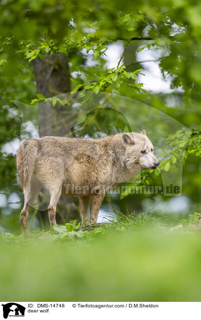 Timberwolf / deer wolf / DMS-14748