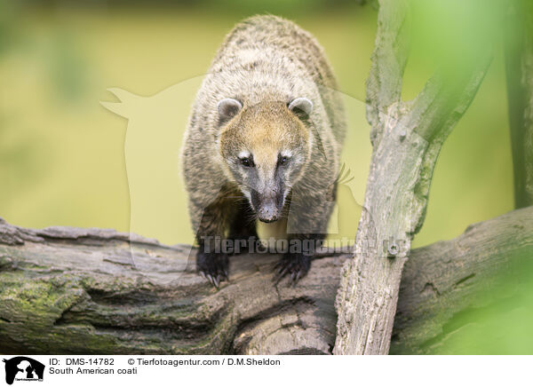 Sdamerikanischer Nasenbr / South American coati / DMS-14782