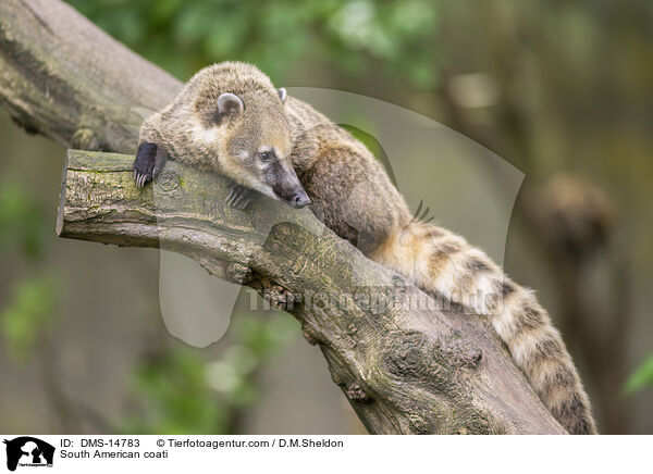 Sdamerikanischer Nasenbr / South American coati / DMS-14783