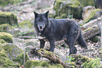standing wolf
