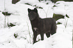 standing wolf