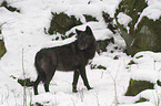 standing wolf