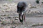 Eastern timber wolf
