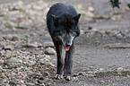 Eastern timber wolf
