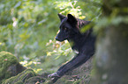 Eastern timber wolf