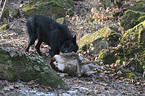 eating timberwolf