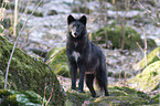 standing timberwolf