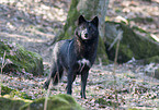standing timberwolf