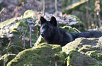 Eastern timber wolf