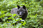 Eastern timber wolf