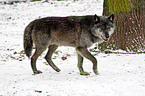 greywolf