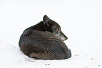 lying greywolf