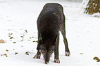 greywolf